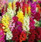 Gladiolo,Bulbos De Gladiolos De Colores，Bombillas Perennes, Resistentes E Importadas ，DecoracióN Del Hogar-10 bulbos,c