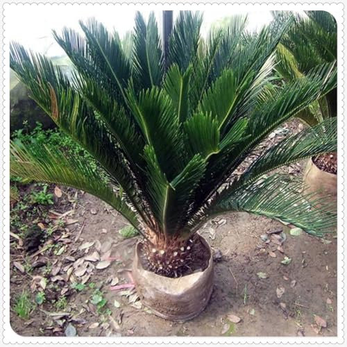 Sago Palm zwiebeln,winterharte pflanzen,Blumenzwiebeln Mehrjährig Winterhart,japanischer sagopalmfarn,Sagopalmfarn,Sago palm pflanzen winterhart,Cycas Revoluta,Sago Palm.-greenA-1zwiebeln