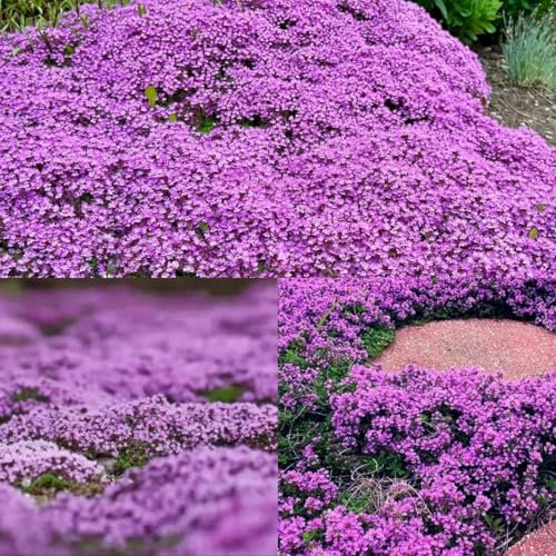Compre semillas de tomillo, semillas resistentes de tomillo rastrero, Jardín de hierbas interior, decoración de salón, flores de primavera, Semillas de hierbas, plantas 400pcs