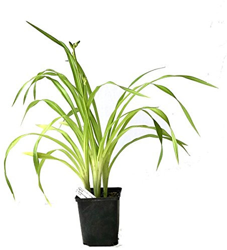 Großblumige Taglilie Hemerocallis Hybride Chicago Apache scharlachrote Blüte Staude im 0,5 L Topf