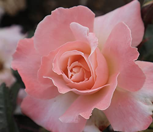 'Sally's Rose' - Rich Pink Fragrant Blooms - Hybrid Tea - 4L Potted Rose