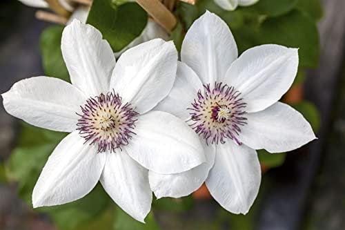 Clematis Hybride 'Miss Bateman' 100-150 cm - Waldrebe, weiße Blüten mit grünem Hauch, Blütezeit Mai-Juni, ideal für Rankgerüste, pflegeleicht und winterhart