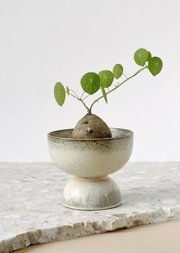 Stephania-Pflanze，Krautige Laubpflanze, SchöNe,Kletterpflanze, Stabile, Winterharte Staude, Dekorativ,Im Topf Oder Auf Der Terrasse, Stephanotis-4zwiebeln-D