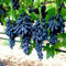 Winterhart Weintraube, Magic of Nature, Weintrauben Pflanzen, Weinrebe Qualitätspflanzen, Weinreben Sortiment kernlos. Kernlose Tafel-Trauben-Kollektion. -4zwiebeln-F