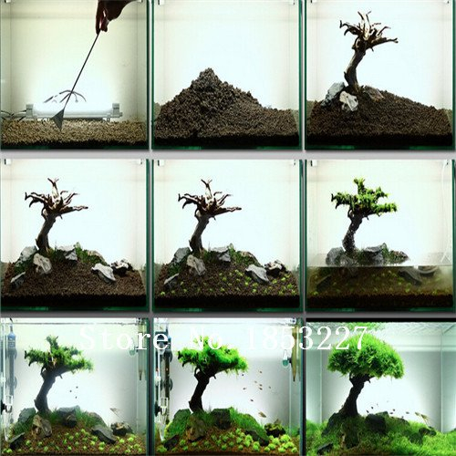100 seeds / Bag Aquarium Grass Seeds Water Grasses Random Aquatic Plant Grass Seeds Indoor Beautifying Plant Seeds