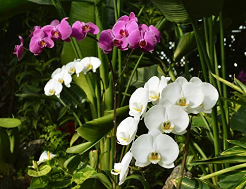 HANSEPUZZLE 21584 - Orchidee Puzzle 1000 Teile | Natur Puzzle mit hochwertiger Puzzle Aufbewahrung: Kartonbox und Wieder verschließbarem Beutel | Puzzle-Maße: 60 x 46 cm