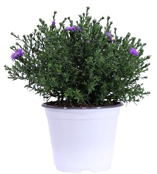 eGarden.store - Pianta vera di Aster Settembrino diverse colorazioni Altezza pianta: 10 cm Diametro vaso: 14 cm - Fioritura autunnale e prolungata facile da coltivare all'esterno (Viola)