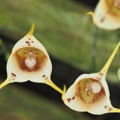 Orchideensamen Affengesicht, affenkopf orchidee Dracula simia, Affen Orchidee, bio exotische für sonnige plätze steingartenpflanzen 200Samen