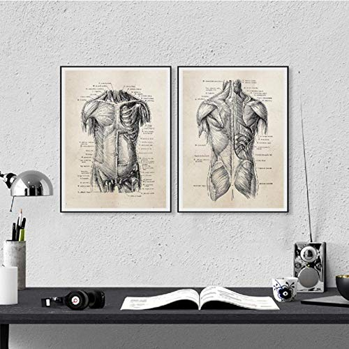Terilizi Menschliche Anatomie Leinwand Kunstdrucke Und Poster, Retro Anatomie Poster Leinwand Gemälde Wandkunst Bild Arzt Klinik Decor-30X40Cmx2 Kein Rahmen