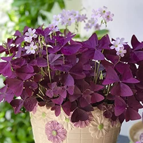 Haloppe Confezione da 200 Semi di Piante di Fiori Oxalis per la piantagione di Giardini Domestici, Semi di Piante agglomeranti Semi di Oxalis Viola Naturale Vibrante Non OGM Viola