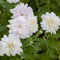 20 pcs chrysanthemen winterhart samen - pflanztopf wildflower summer chrysantheme,Chrysanthemum morifolium, blumensamen seeds bonsai topf balkonpflanzen zimmerpflanze