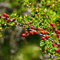 Teppichmispel Bodendecker Samen, herbstblumen winterhart Cotoneaster dammeri, pflanzen für sonnige plätze bodendecker balkonpflanzen schnell wachsende sträucher sträucher garten 20pcs