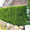 Lebensbaum White Cedar Seeds (Thuja occidentalis) 50 + Seeds