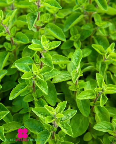 Majorana Pflanze 'Origanum Majorana' - Vase Ø 14 cm - H. 20/30 cm