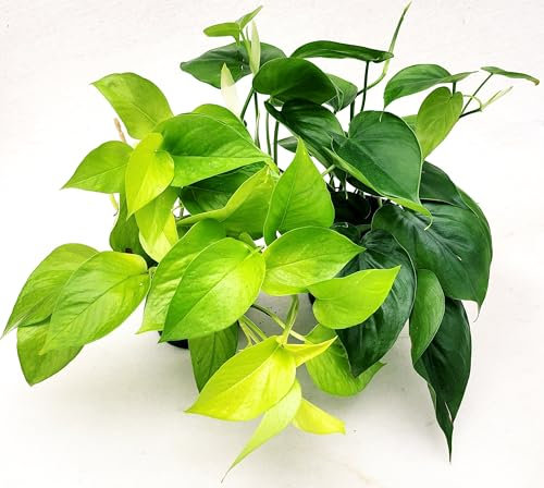 POWERS TO FLOWERS - PHILODENDRON SCANDENS e POTOS NEON, VASO 13 CM DIAMETRO, piante vere