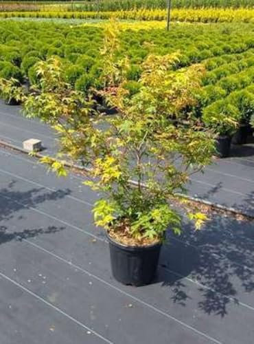 Acer palm. 'Katsura' - Erable Du Japon 60-80 cm en pot