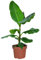 Bananenpflanze | Musa Dwarf Cavendish ca. 90–100 cm | XXL-Zimmerpflanze | tropisches Flair für Balkon & Wohnzimmer | schnellwachsend | Pflanzen-Highlight frisch aus der Gärtnerei | Green Me Up