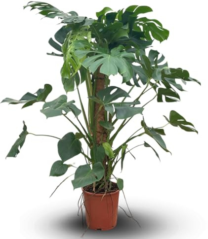 Attitude Jardin - Monstera deliciosa - plante trouée avec tuteur - purificateur d'air - 150-170 cm - ⌀ 30 cm - plante d'intérieur