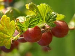 3er Sortiment Stachelbeeren 90 cm Stammhöhe