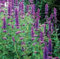3500 Giant Agastache Mexicana Hyssop Seeds.