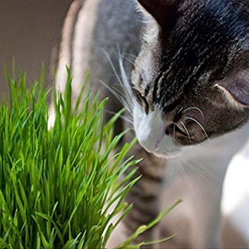 Laub Pflanzensamen Weizengras, Katzengras Samen, Weizensamen, ca. 200 Partikel