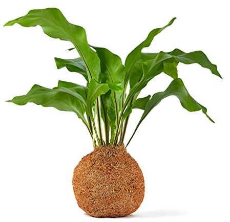 Tranquil Plants Bonsai Tree Indoor Plant| Coco Fibre Ball Indoor Bonsai Tree - Japanese Zen Gardens, Includes Watering and Plant Guide |Psychological Benefits |Gardening Gift 10 Years – 25cm High