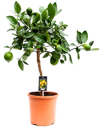 Citrus Aurantifolia - Limettenbaum XL Höhe 80 cm- Topf Ø 22 cm