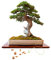 Exotische Bonsai Samen mit hoher Keimrate - Pflanzen Samen Set für deinen eigenen Bonsai Baum (1x Ölbaum)
