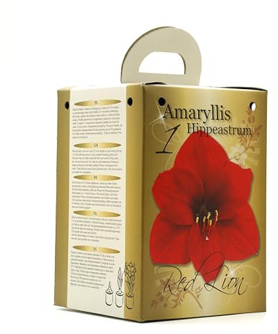 Red Amaryllis Flowering Gift Box | Complete Kit with Bulbs | Perfect Festive Flowers | Potting Compost & Pot | Festive Christmas Packaging