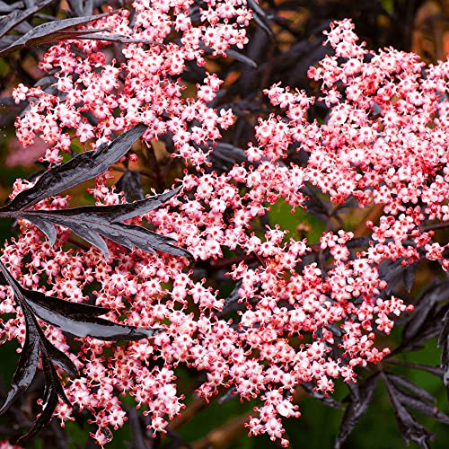 Gardeners Dream Schwarzer Holunder Sambucus Nigra - Laubabwerfende Winterharte Sträucher - Ideale Winterharte Pflanzen für Garten, Winterharte Kübelpflanzen oder als Terrassen Pflanzen Winterhart