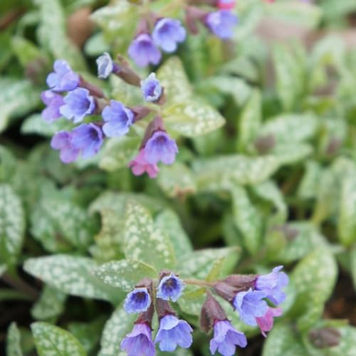 500 pcs lungenkraut pflanze samen - zimmerpflanzen winterharte stauden mehrjährig,Pulmonaria rubra, winterfeste pflanzen für balkon wildblumensamen bienenweide frühlingsblumen blumen