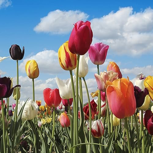 6 pcs tulpenzwiebeln bio - balkon deko winterfeste pflanzen für kübel tulpenzwiebel,tulpen zwiebeln winterhart mehrjährig, flower winterlinge zwiebeln winterhart mehrjährig zwiebeln