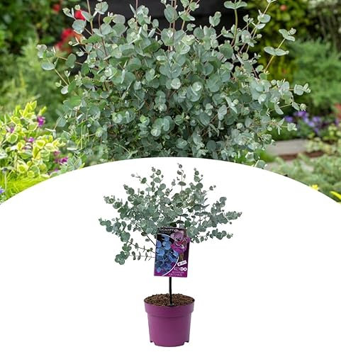 NatureNest, Winterharter Eukalyptus am Stamm, Gunnii Azura, 50 cm, Pflanze, Garten