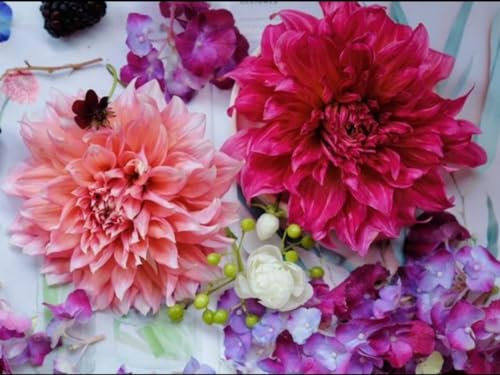 Dahlienzwiebeln Knollen dahlien knollen xxl Dahlien knollen winterhart Dahlien knollen großblumig winterhart Dahlien knollen winterhart rot