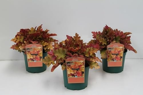 Purpurglöckchen Heuchera villosa Marmalade Staude winterhart