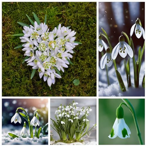 Winterharte, qualitativ hochwertige gemischte Blumenzwiebeln, pflegeleicht, schnellblühend, lange Blütezeit, schöne Dekoration für drinnen und draußen-1 schneeglöckchen zwiebeln mix