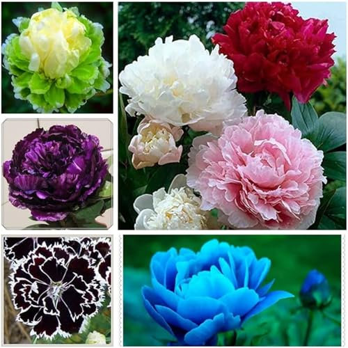 Peony Bulbs for Planting Now UK,Plant Bulbs,Hardy Perennial,Garden Flowers,Flowering Bulbs,Greening Flower,Wedding Flowers,Strong Plants That Grow Well-1Bulb-A