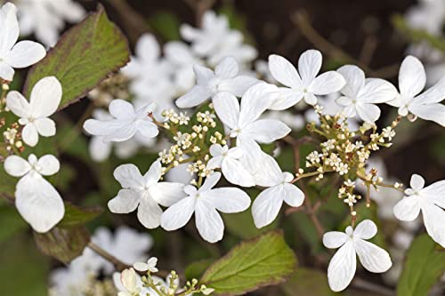 Viburnum plicatum 'Watanabe' 30-40 cm - Japanischer Schneeball, weiße Blüten, Blütezeit Mai-Juni, ideal für Hecken und Rabatten, pflegeleicht und winterhart