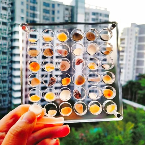 MARUKO Muschel Muschel-Displaybox, Magnetische Muschel-Vitrine Aus Acryl, Magnetic Seashell Display Box Fachbehälter für Perlen, Nägel, Schmuck (Rund)