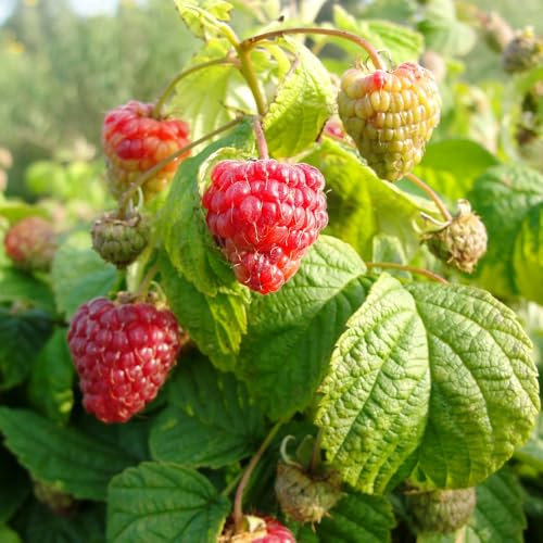 Raspberry 'Tulameen'. 4L Plant. Almost thornless Fruit Bush. Soft Fruit. Available from Bedwen Plants