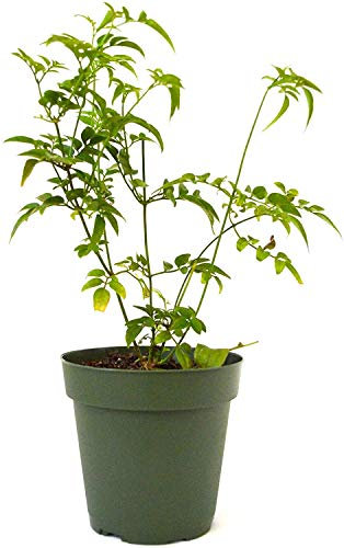 Jazmín Jasminum Polyanthum Planta Natural en Maceta de 17cm Jazmín de Invierno