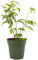 Jazmín Jasminum Polyanthum Planta Natural en Maceta de 17cm Jazmín de Invierno