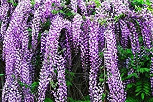 Pianta di Glicine Wisteria rampicante Viola Glicine h80/100 cm in Vaso 16/18 CM AMDGarden