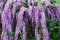 Pianta di Glicine Wisteria rampicante Viola Glicine h80/100 cm in Vaso 16/18 CM AMDGarden