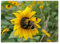 Shopagift Bumblebee Sunflower Glass Chopping Board Large Kitchen Worktop Saver 39cm x 28cm
