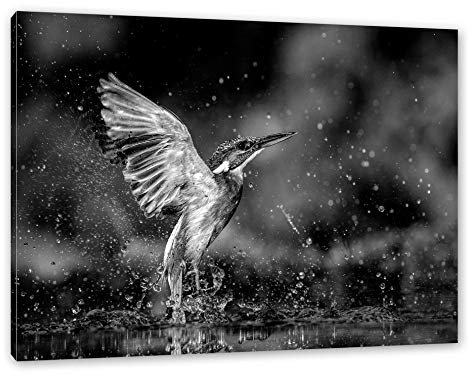 Pixxprint Eisvogel auf der Jagd nach Fischen, Monochrome, Größe: 60x40cm, Leinwandbild, fertig gespannt, Wandbild, Dekoration, Kunstdruck, kein Poster