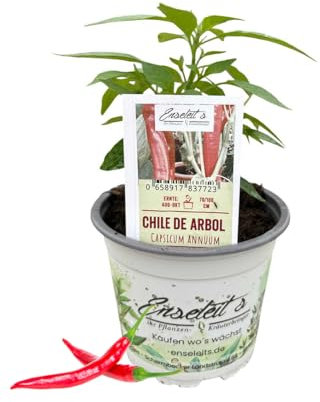 Chile de Arbol - Chili Pflanze aus der Gärtnerei Enseleit