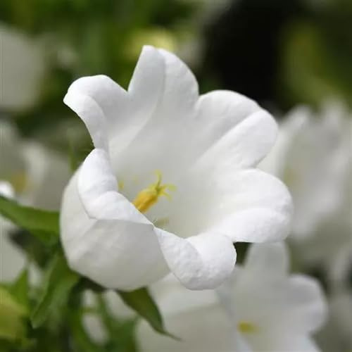 50pcs Campanula Flower Seeds