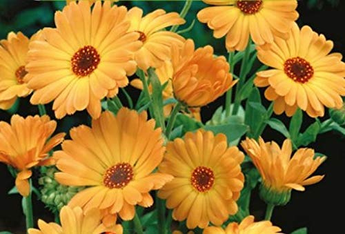 Pcs - 20x Marigold Orange EKO - Seeds Shrub Flower Garden Plant KS513 & Plants Shop by Ipsa