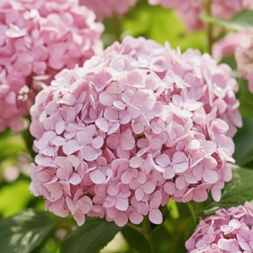 Hortensien Winterhart Bubblegum (3 Pflanzen)